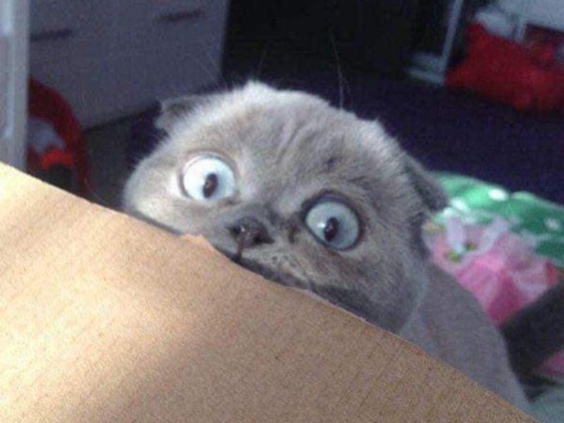 Surprised gray cat symbolizing data insights discovery.