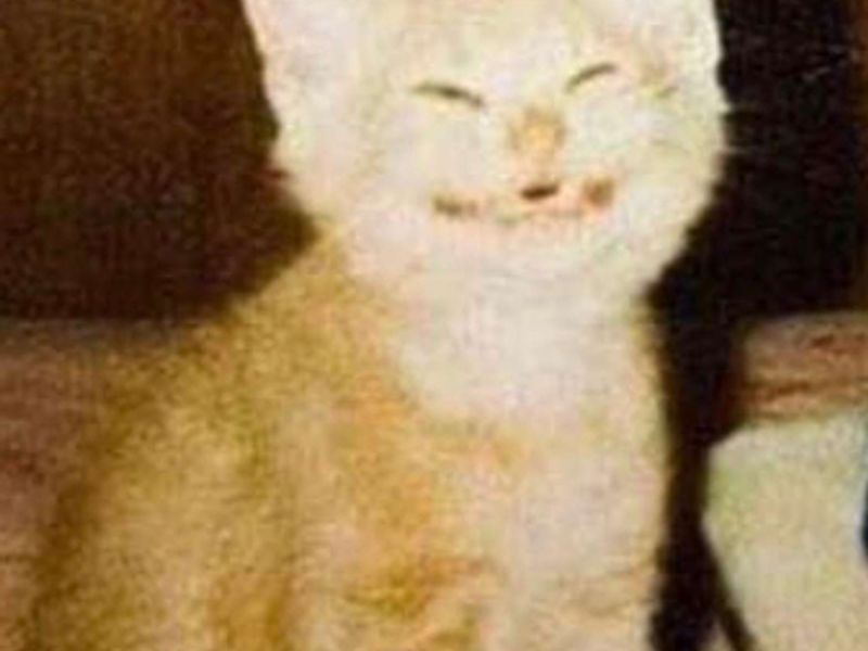 White cat representing the Mysticat cosmic crew team.