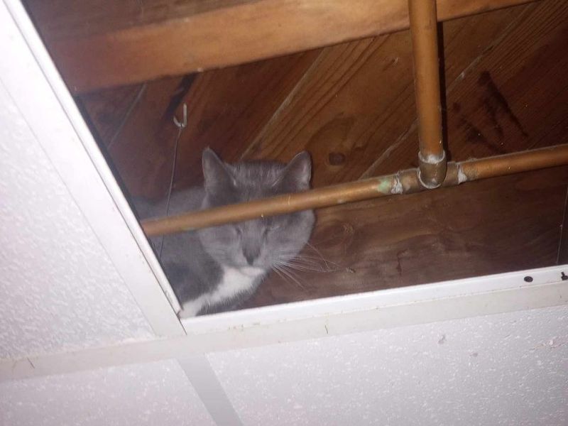Cat emerging from attic space, ready for transformation.